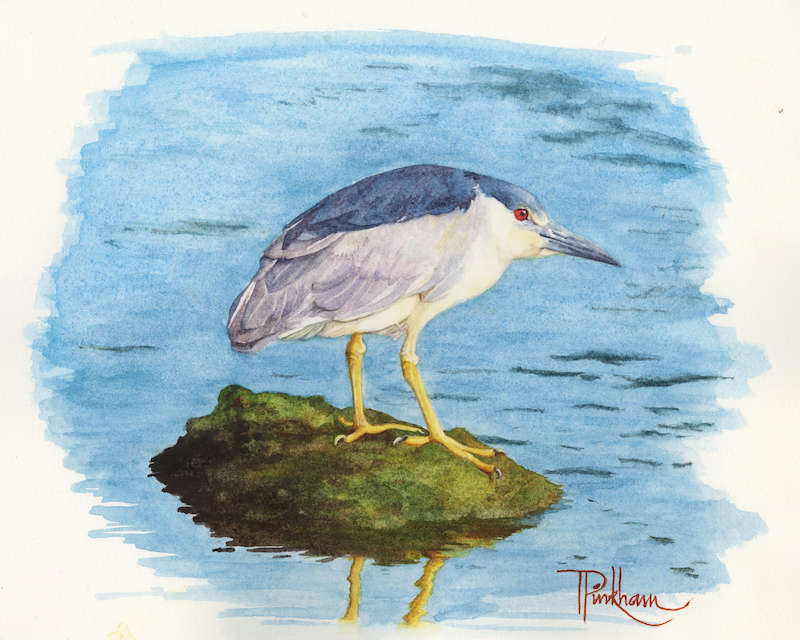 Black-Crowned Night Heron